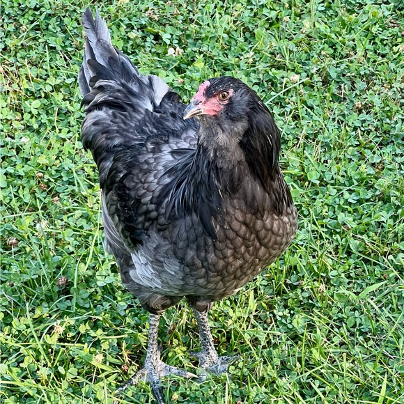 chezlepoulet
